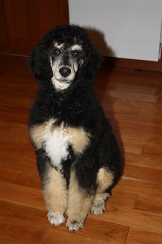 Frankie